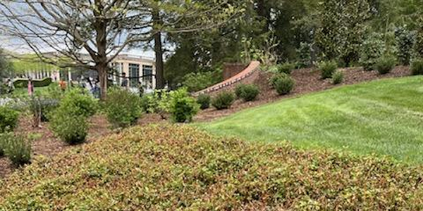 Drought & Winter Cold Effects on Boxwoods, Pachysandra, & Cherry Laurels