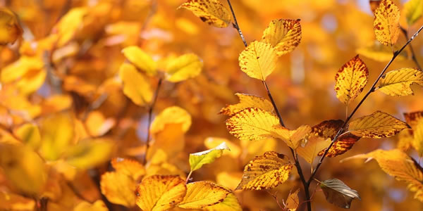Why Are Zelkova Trees Declining?